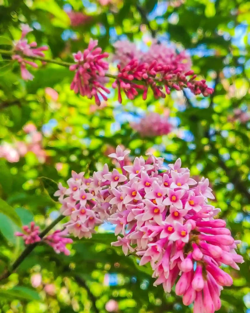 Syringa Komarowii