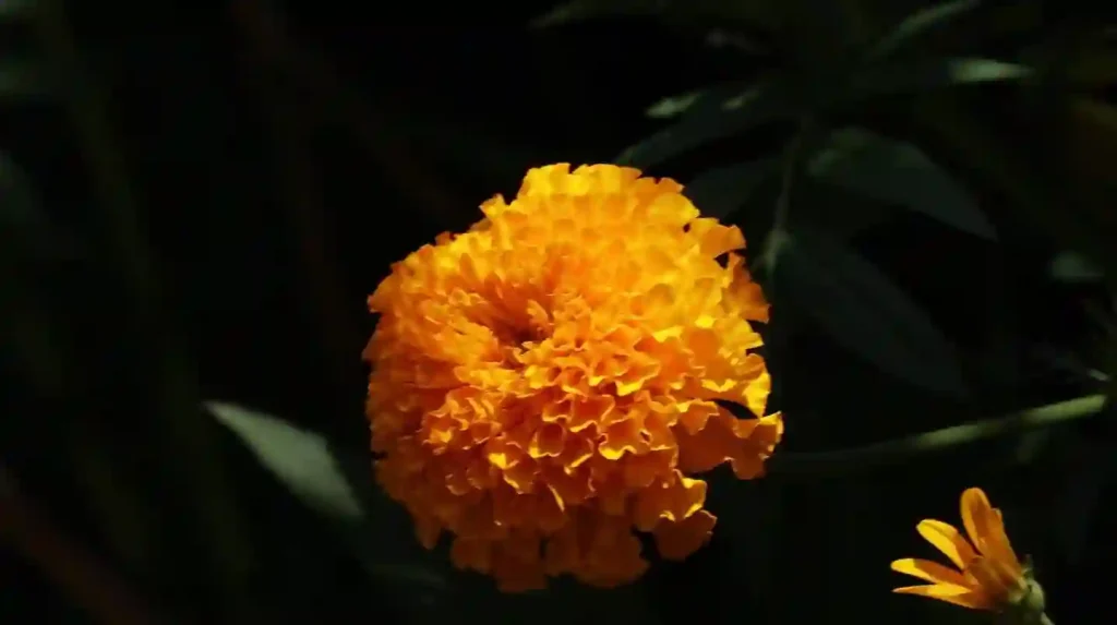 Tagetes Erecta