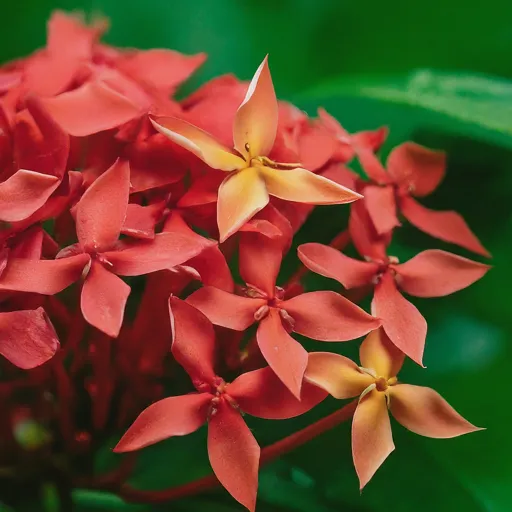 Taiwan Red Ixora