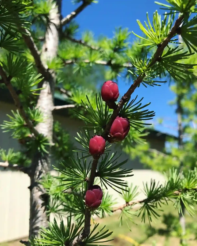 Tamarack Tree