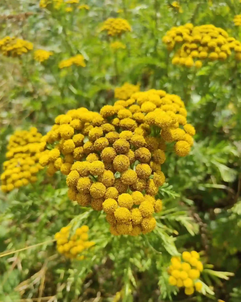 Tansy