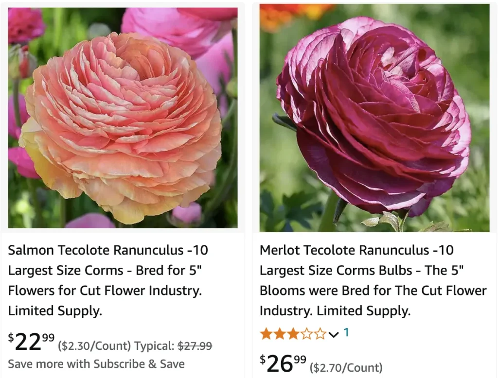 Tecolote Ranunculus | Monsteraholic