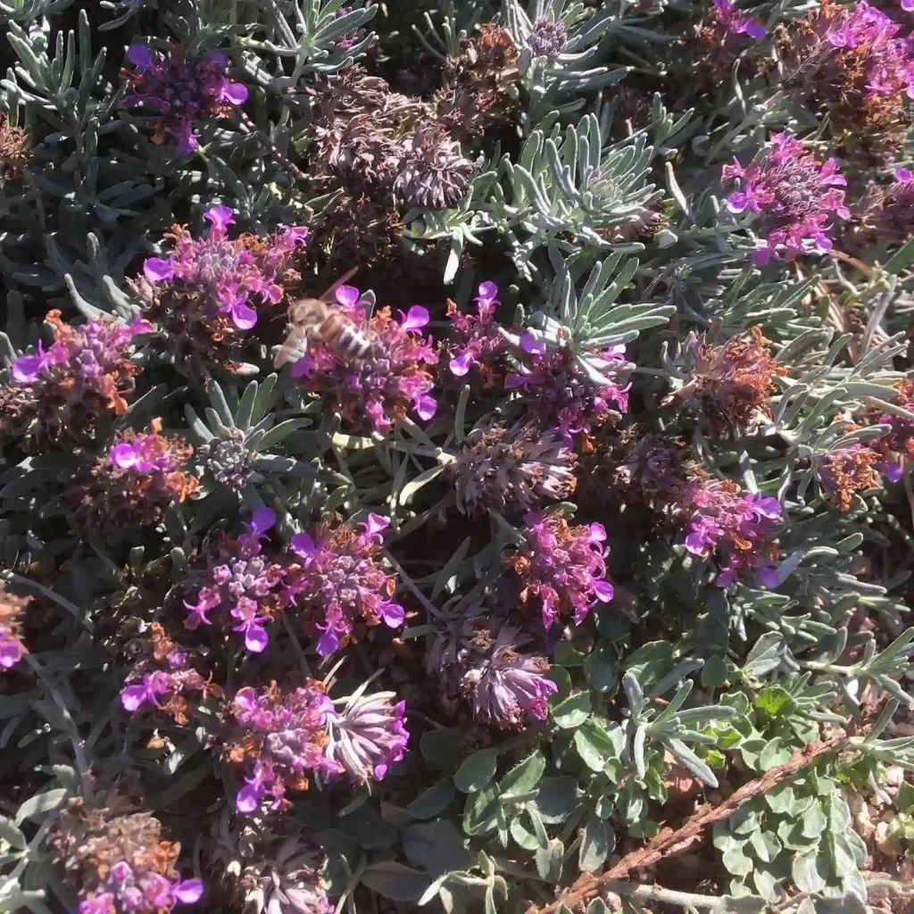 Teucrium Aroanium