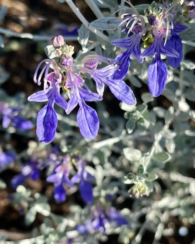 Plant FAQs: Teucrium Fruticans Azureum