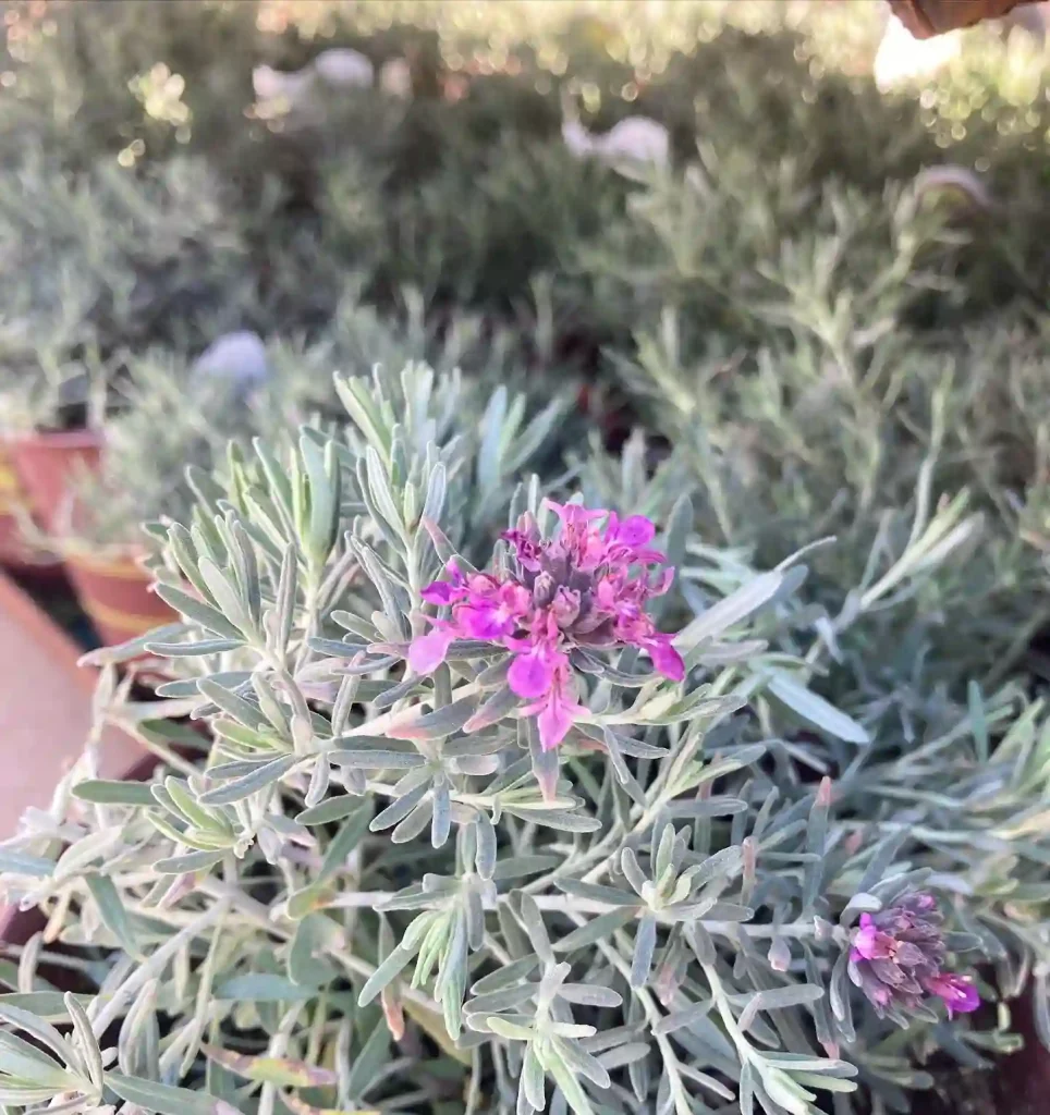 Teucrium Majoricum