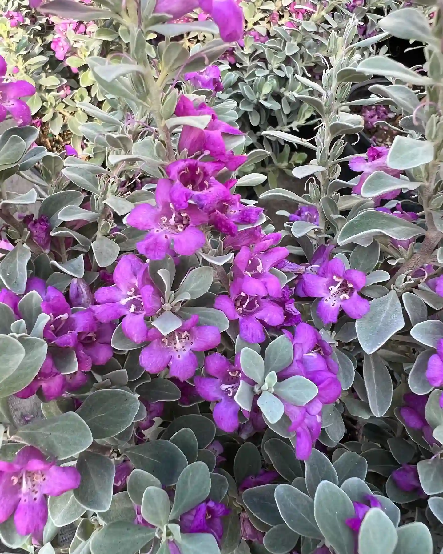 Plant FAQs: Texas Sage