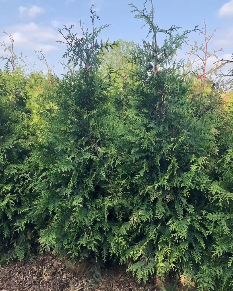 Thuja Green Giant