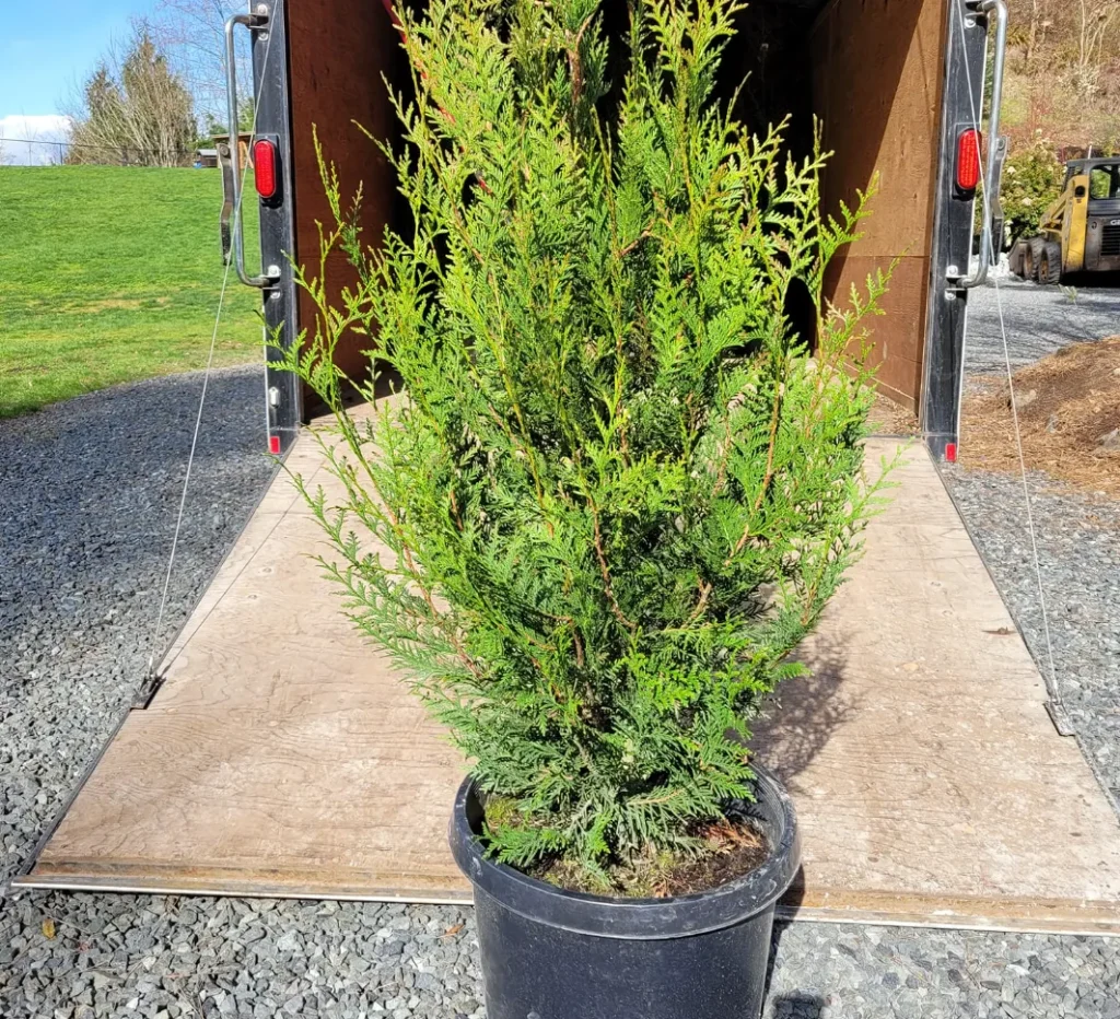 Thuja Plicata Virescens