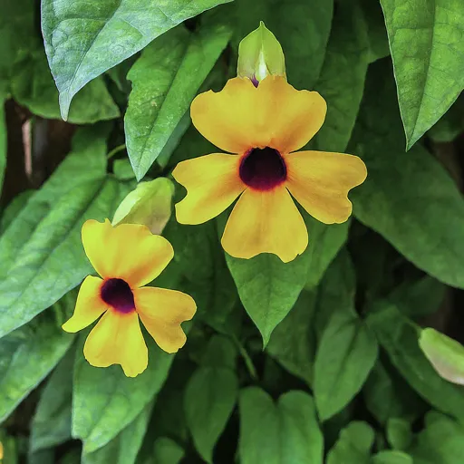 Thunbergia