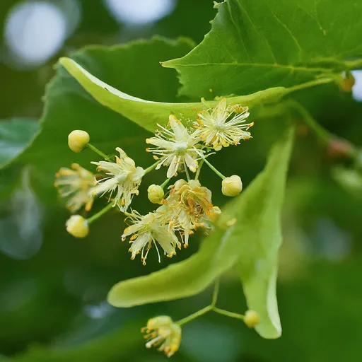 Tilia Chingiana