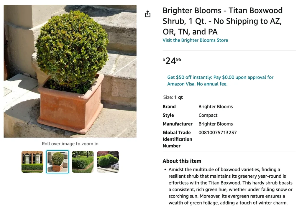 Titan Boxwood Shrub | Monsteraholic