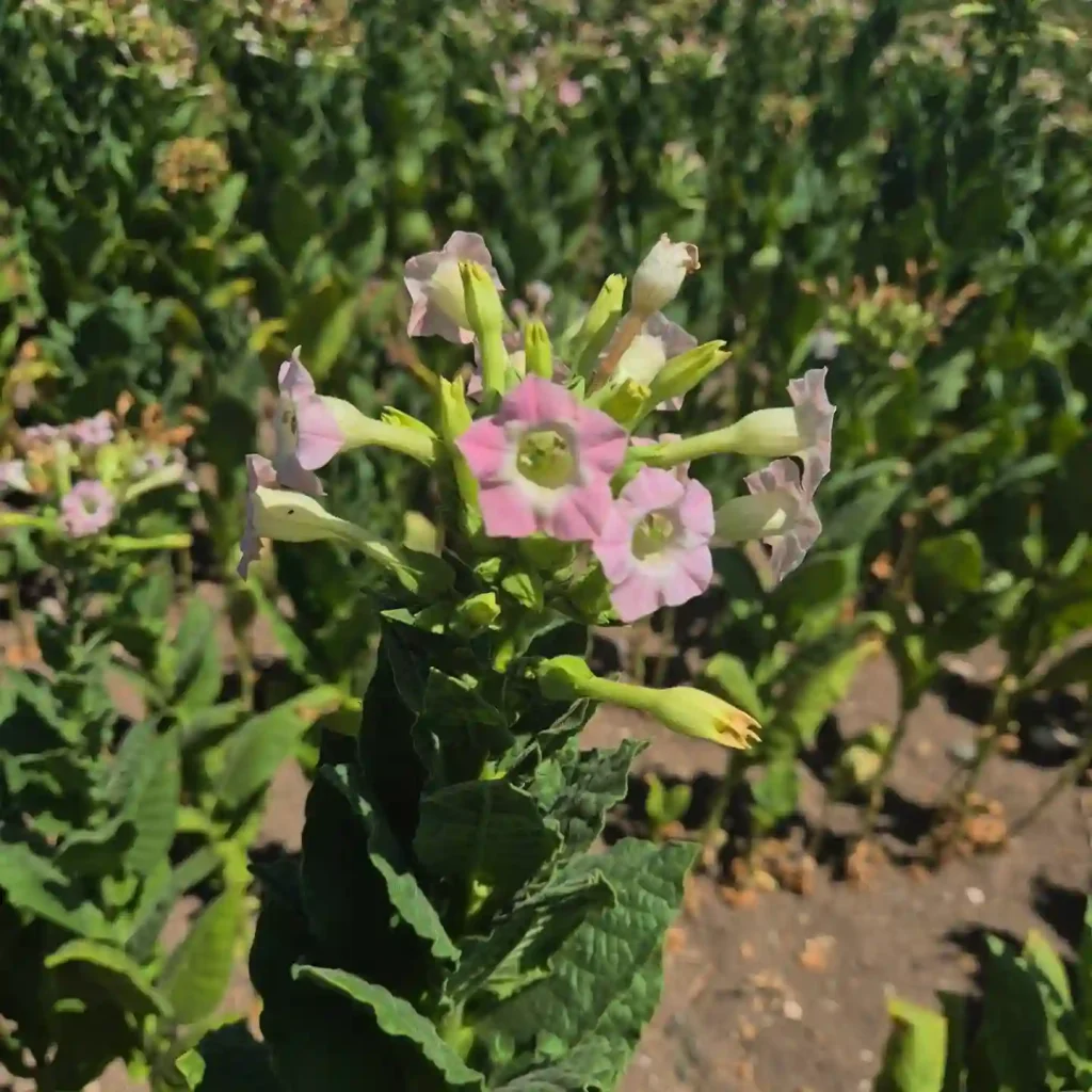 Tobacco Plant