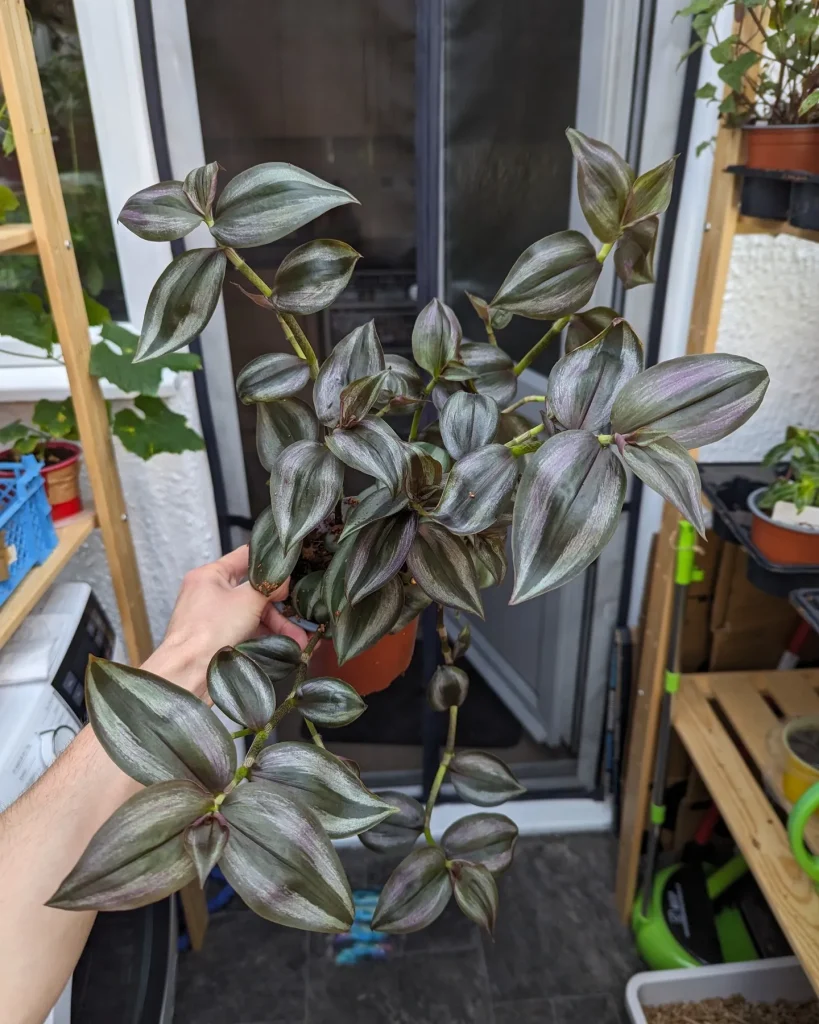 Tradescantia Dark Desire