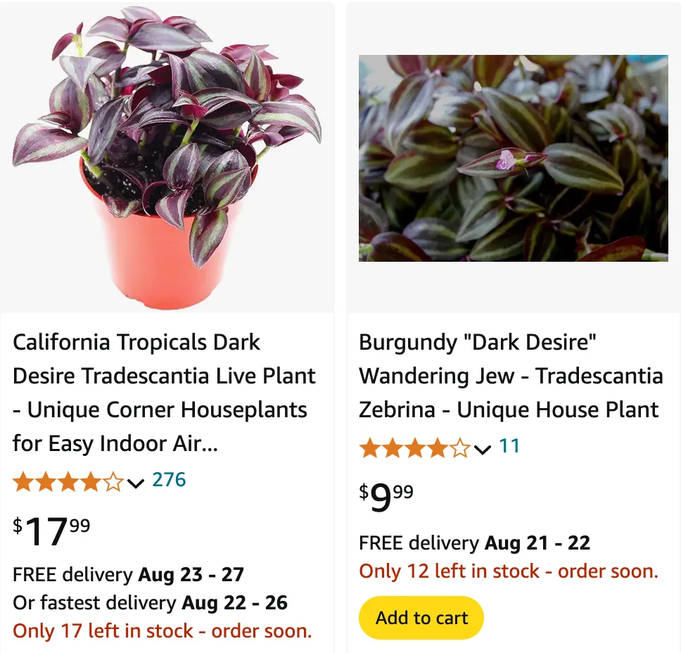 Tradescantia Dark Desire | Monsteraholic