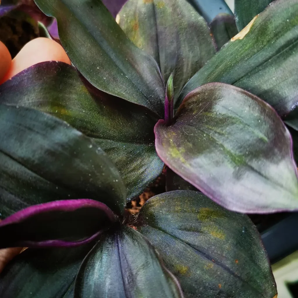 Tradescantia Roxxo