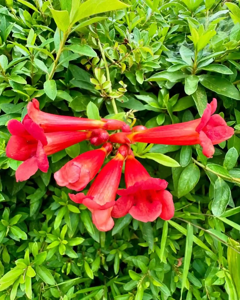 Trumpet Vine