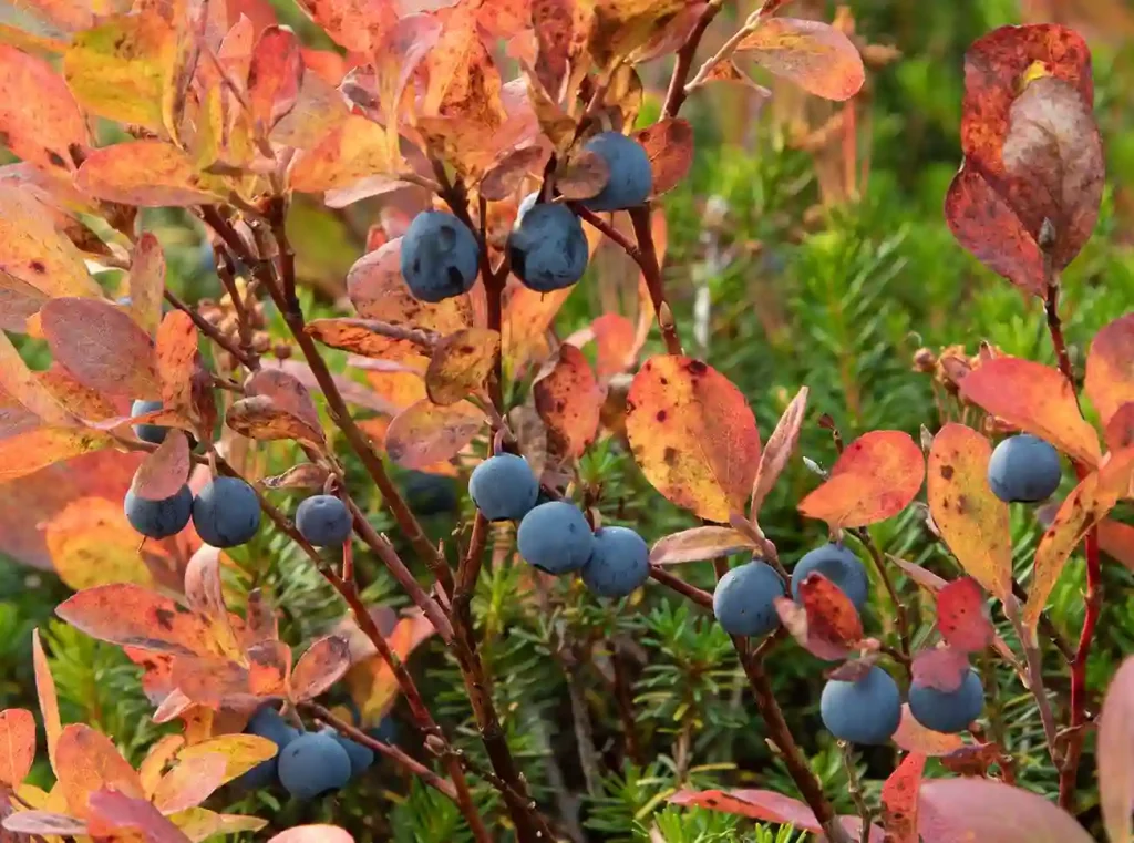 Vaccinium Deliciosum