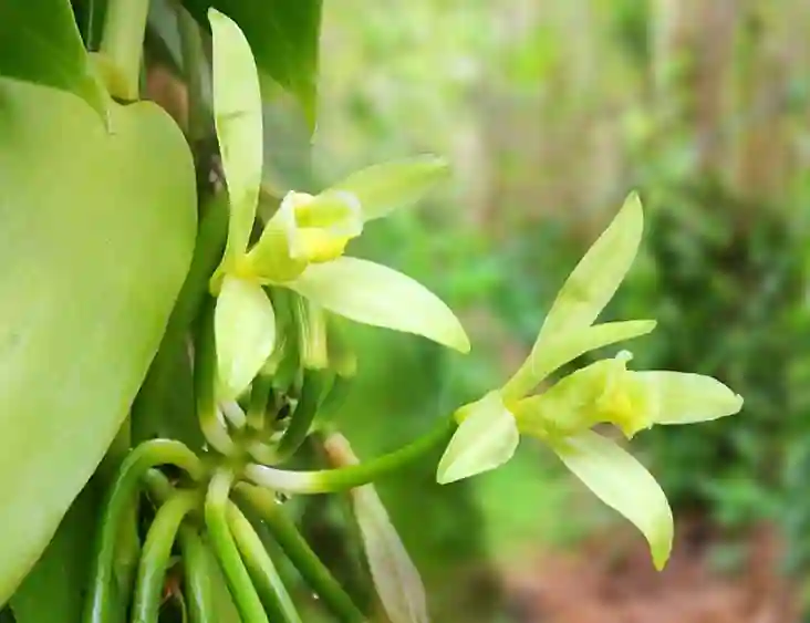 Vanilla Plant