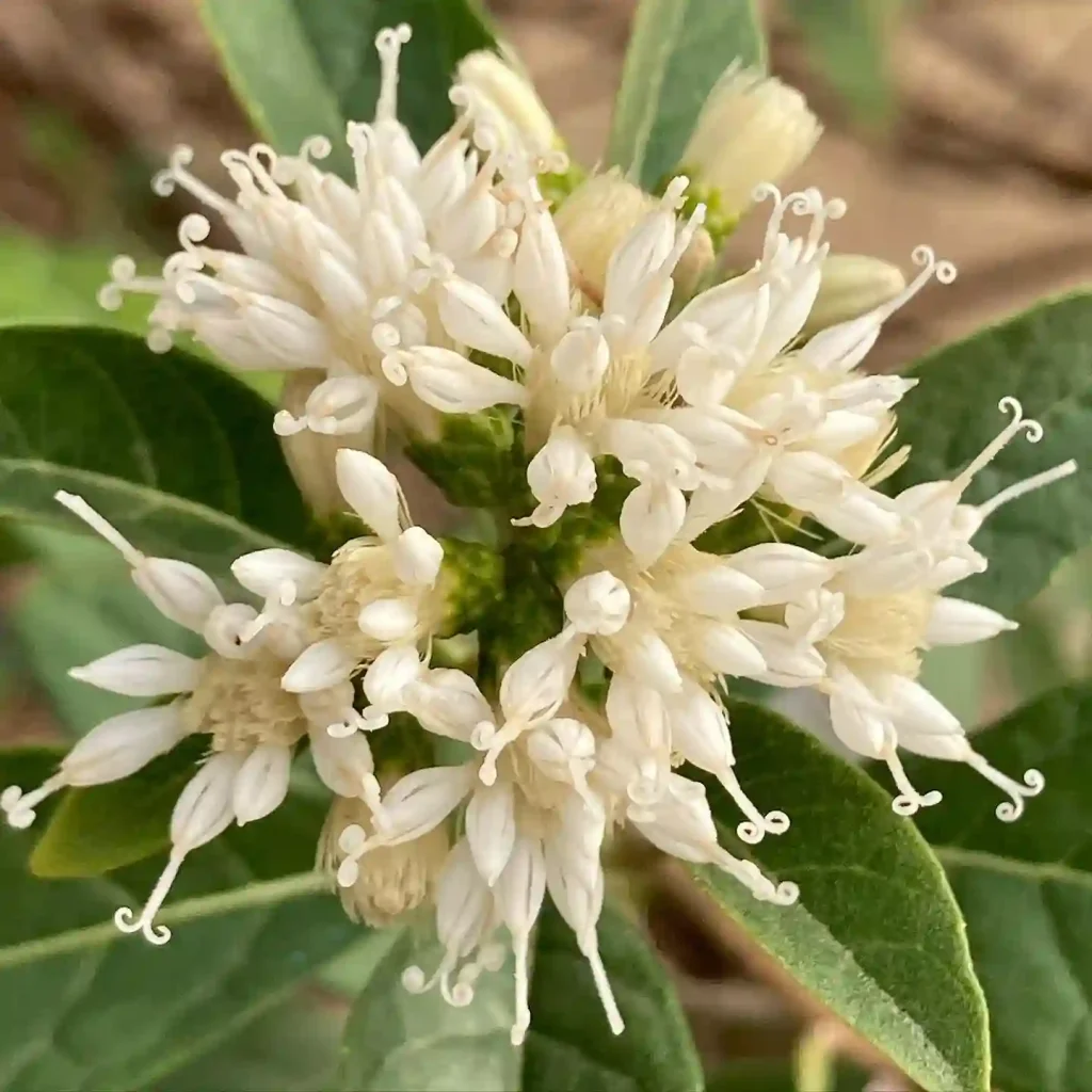 Vernonia Amygdalina