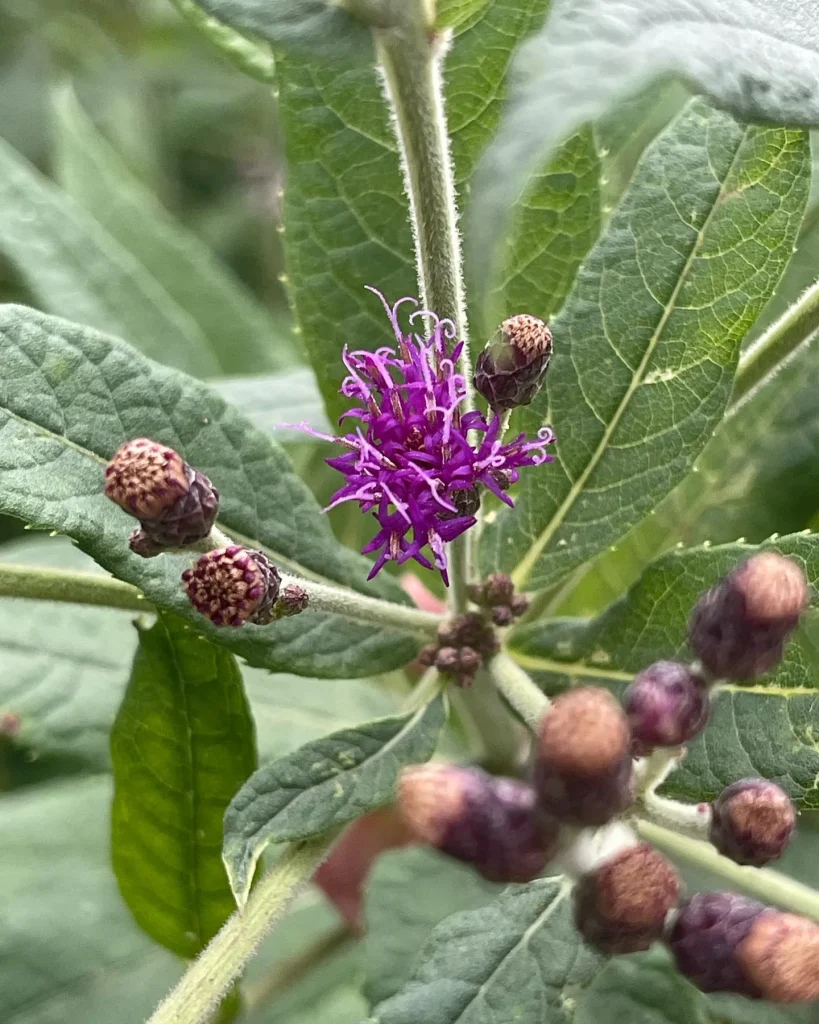 Vernonia Missurica