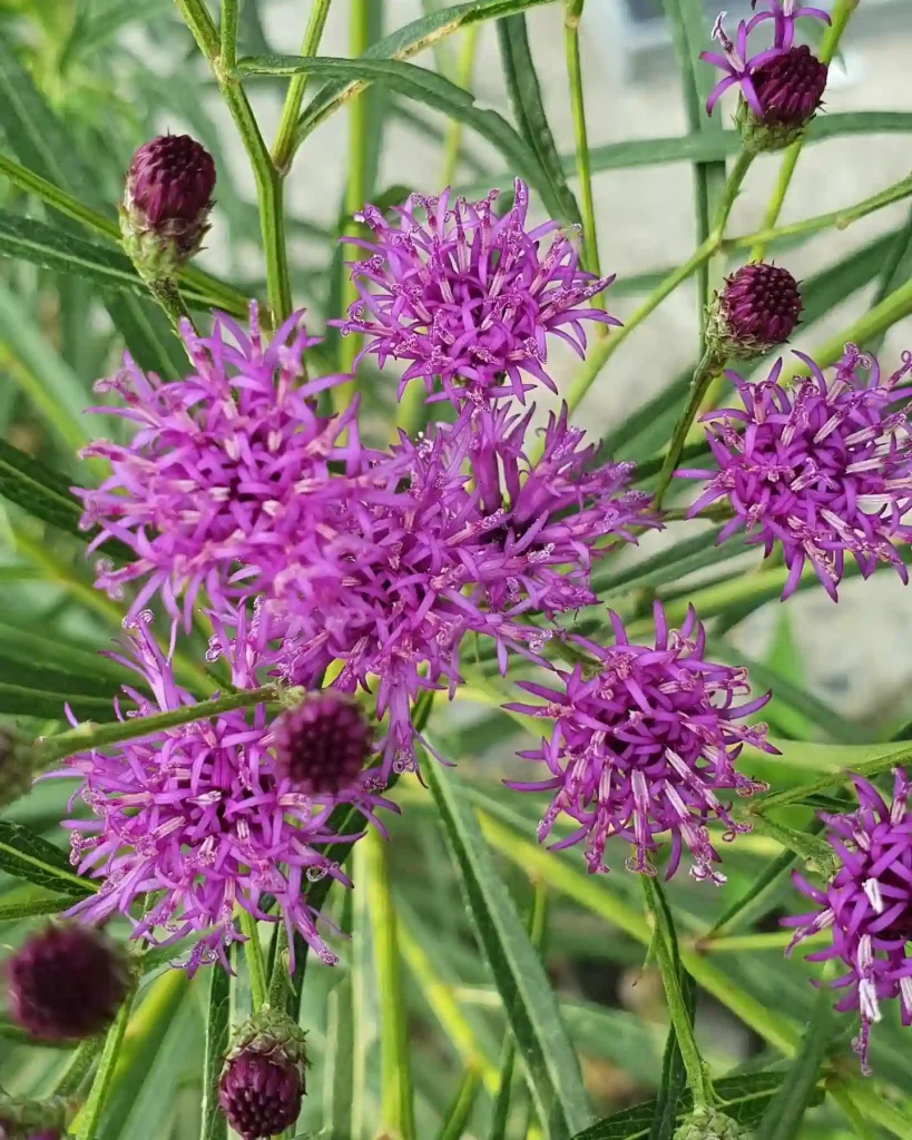 Vernonia Noveboracensis