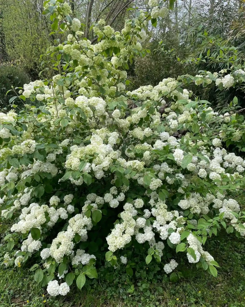 Viburnum