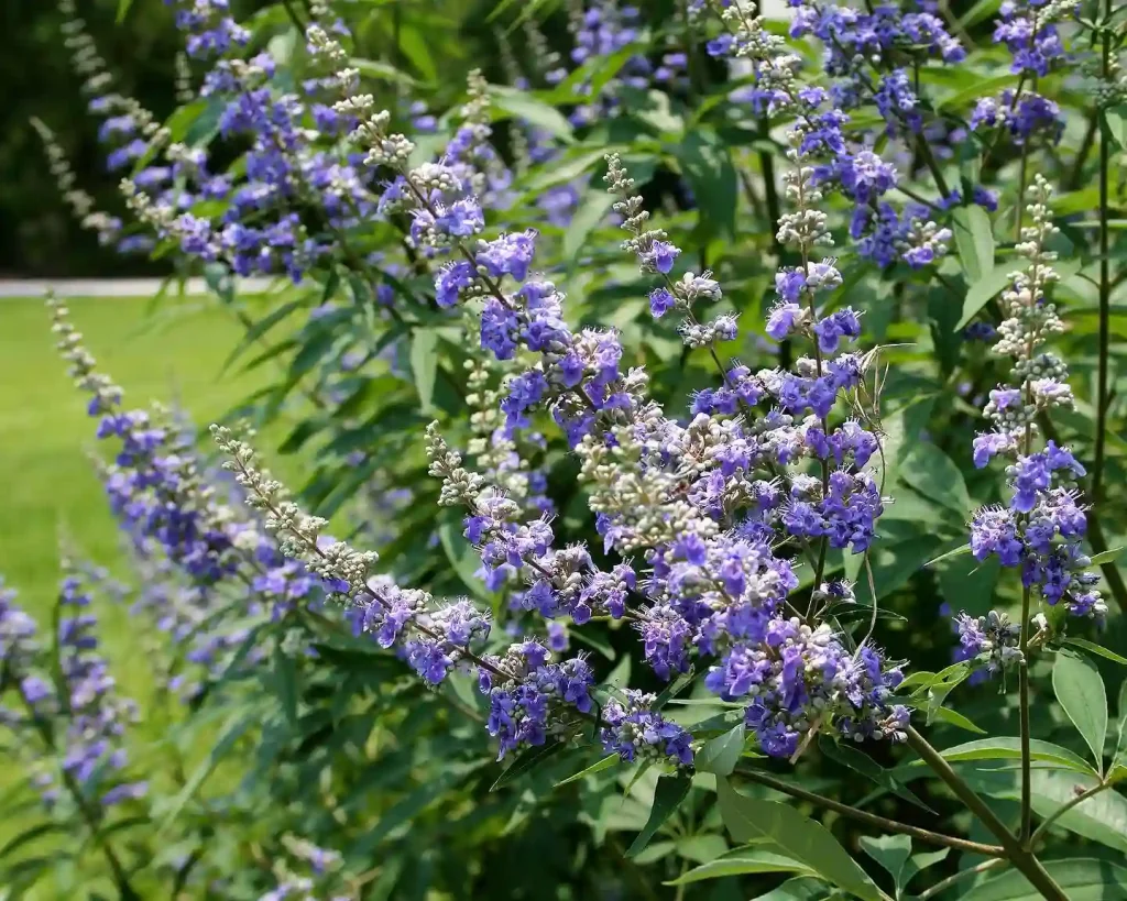 Vitex Tree