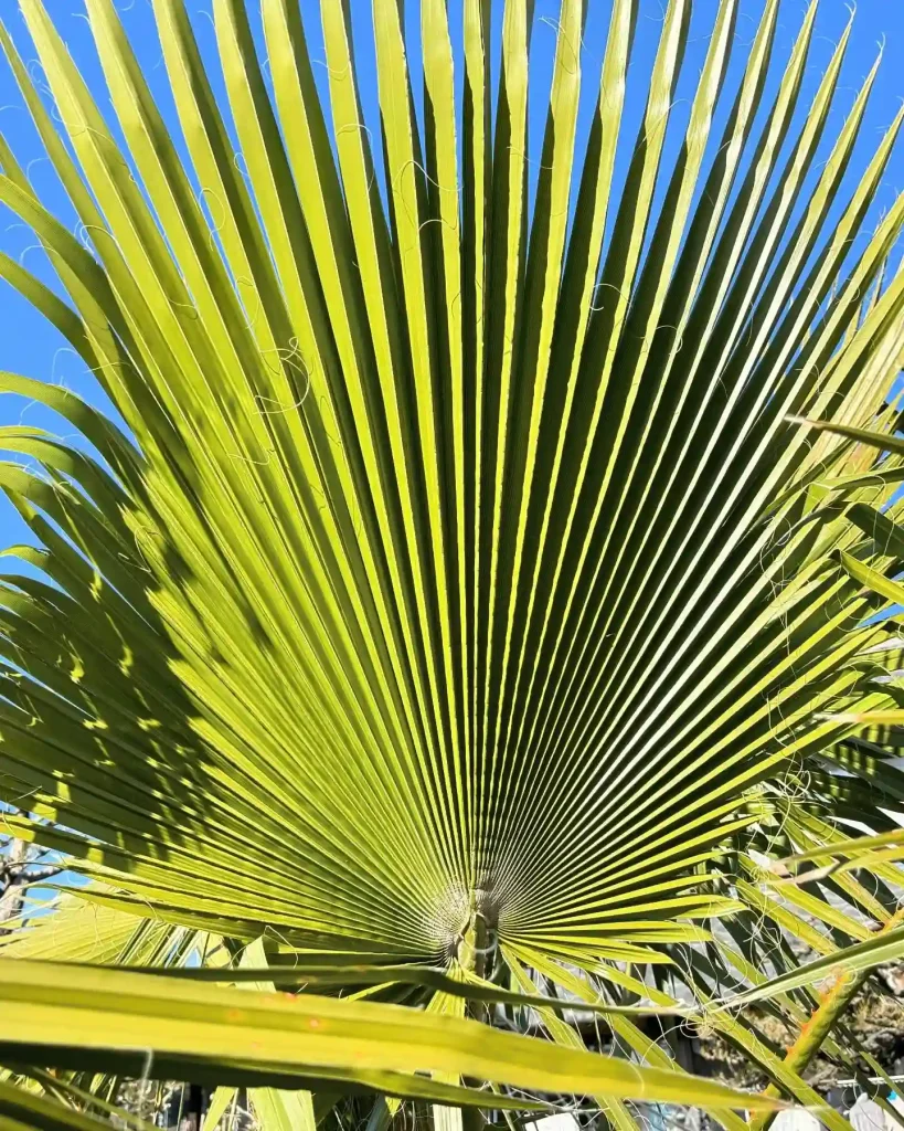 Washingtonia Filifera