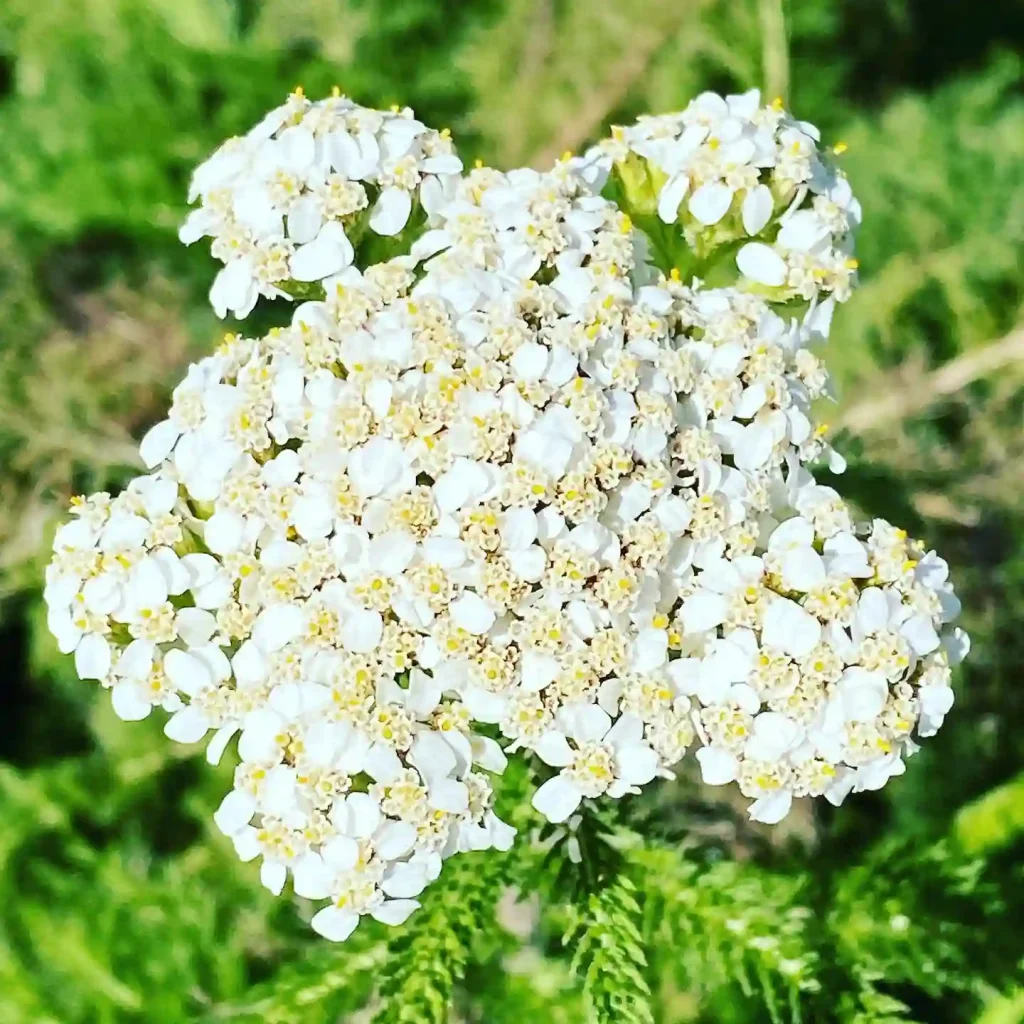 Water Hemlock