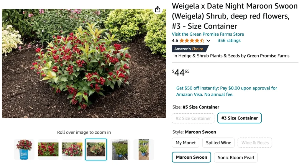 Weigela Maroon Swoon | Monsteraholic