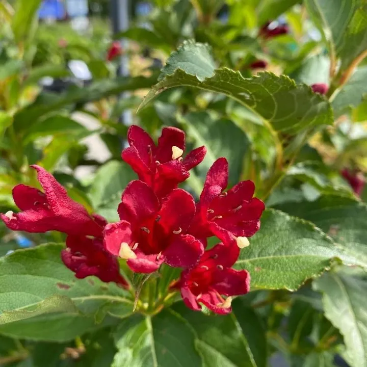 Weigela Maroon Swoon