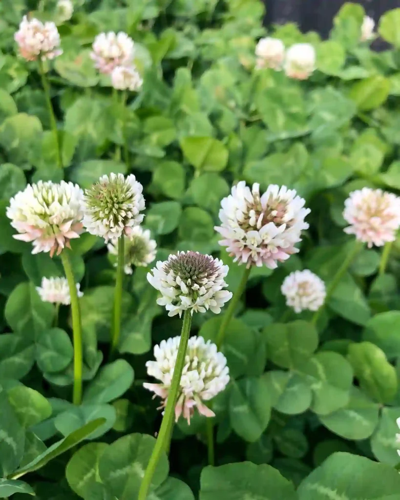 White Clover