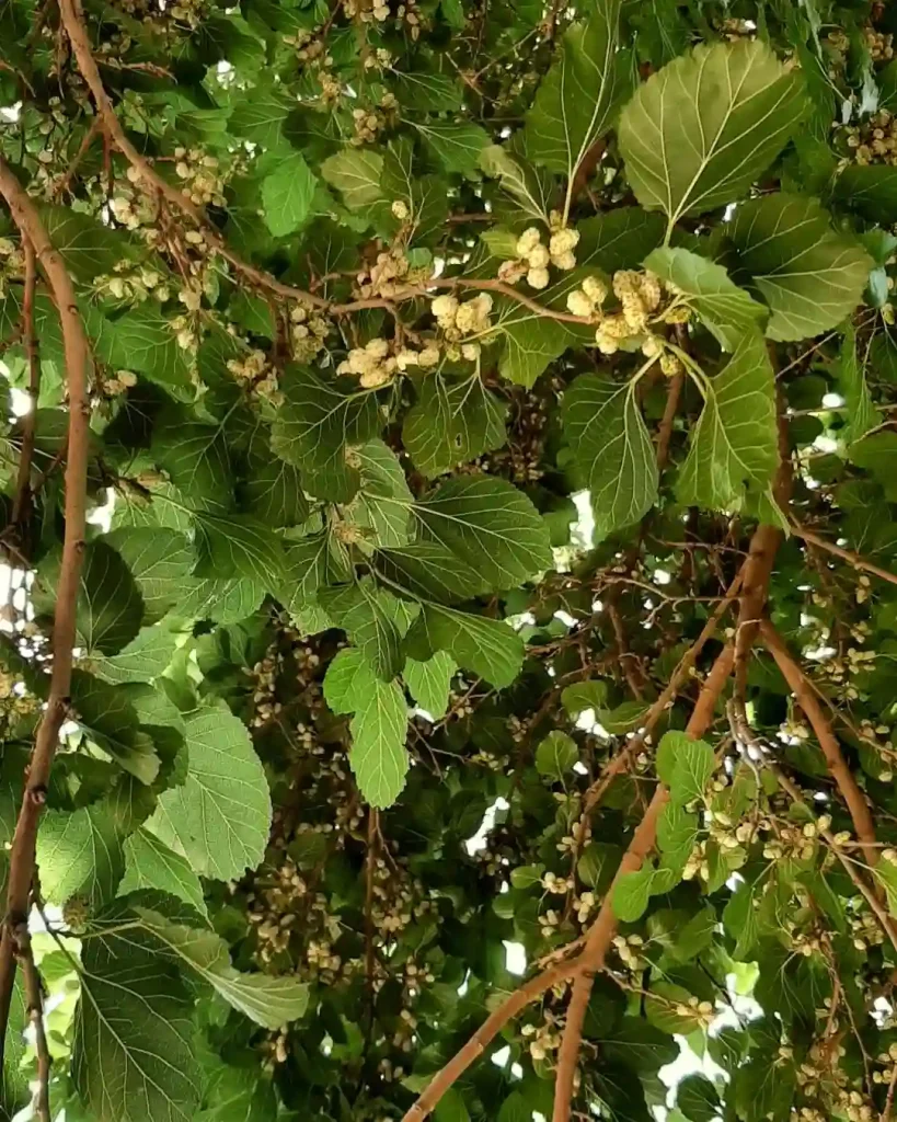 White Mulberry