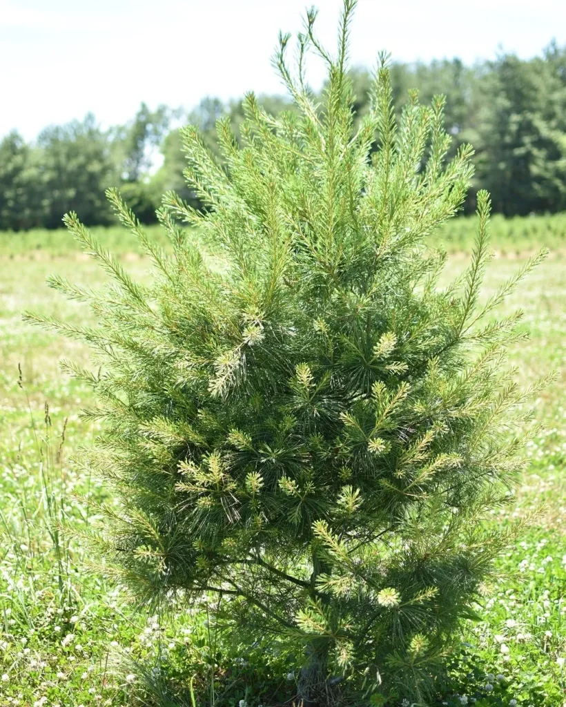 White Pine Christmas Tree