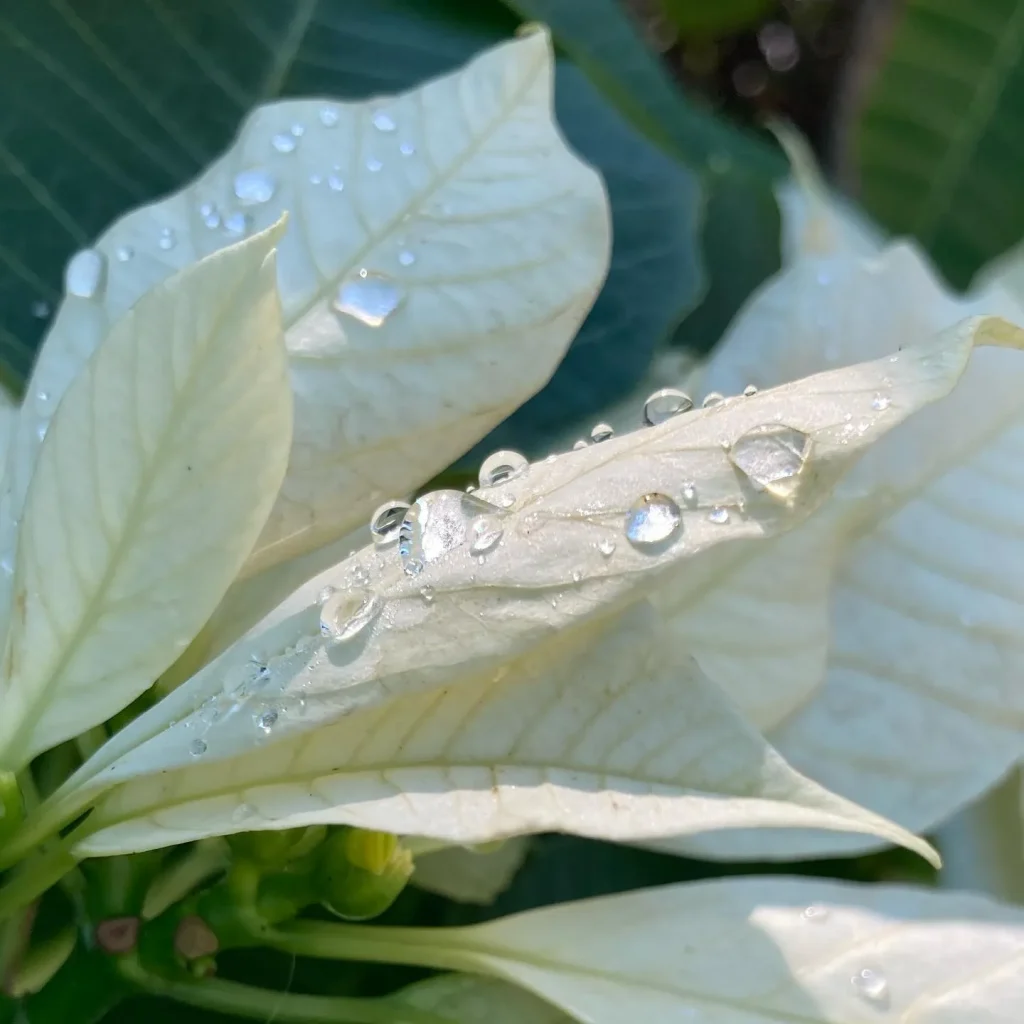 White Poinsettia Plant