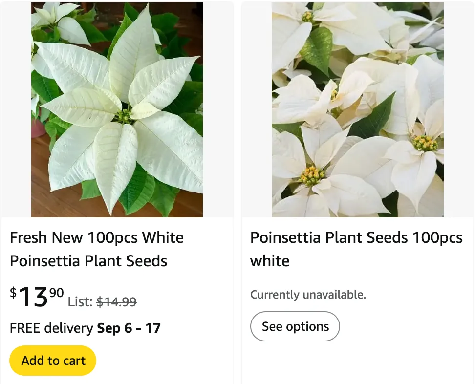 White Poinsettia Plant | Monsteraholic