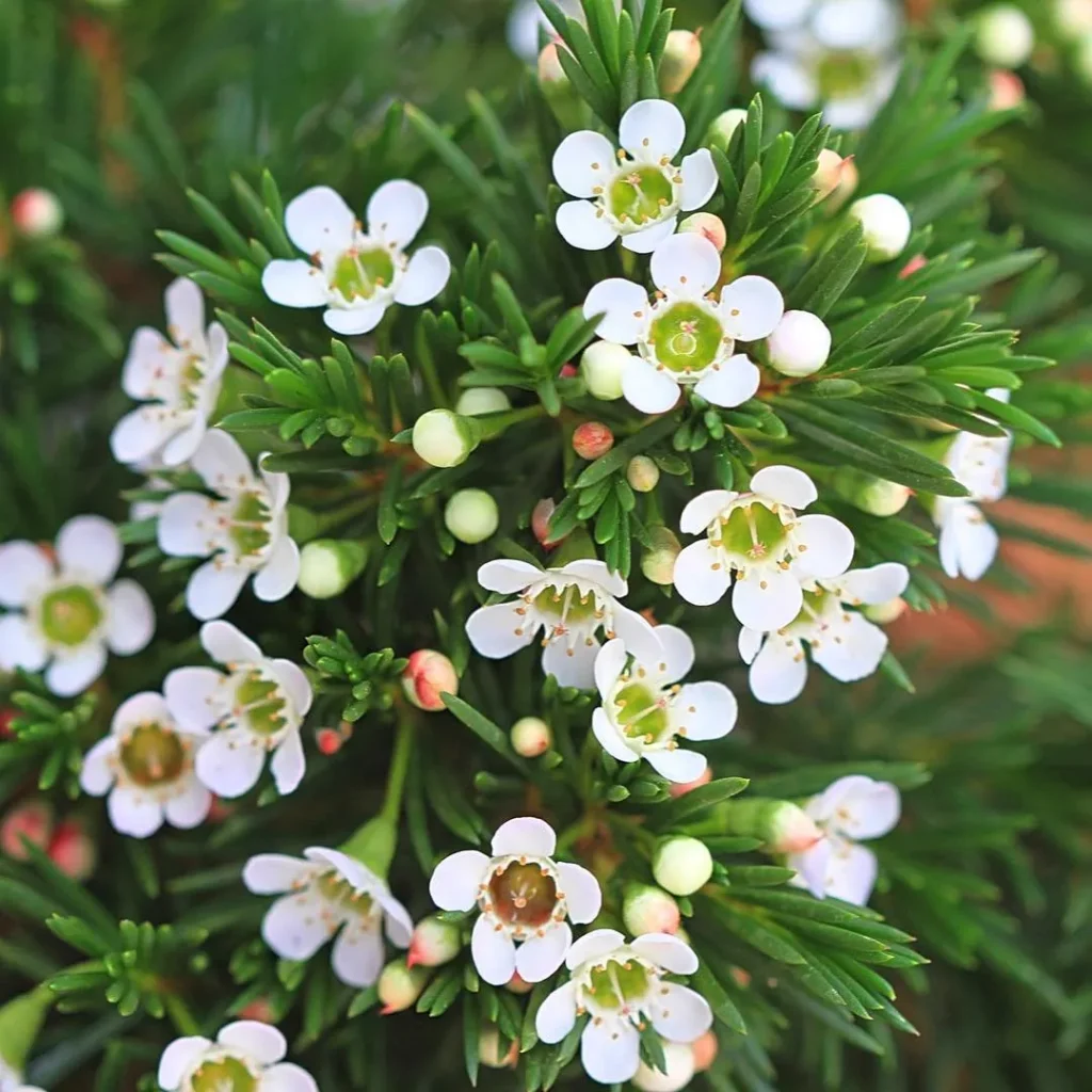 White Wax Flower