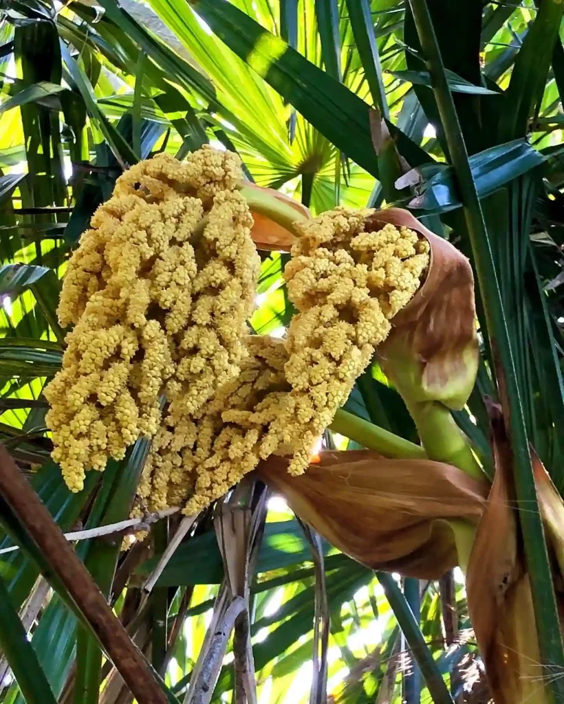 Windmill Palm