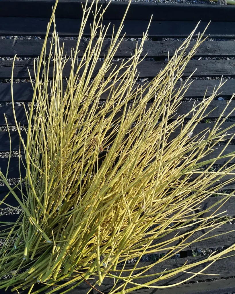 Yellow Dogwood Shrub