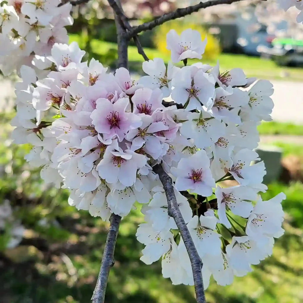 Yoshino Cherry Tree