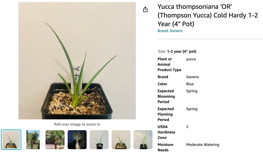 Yucca Thompsoniana | Monsteraholic