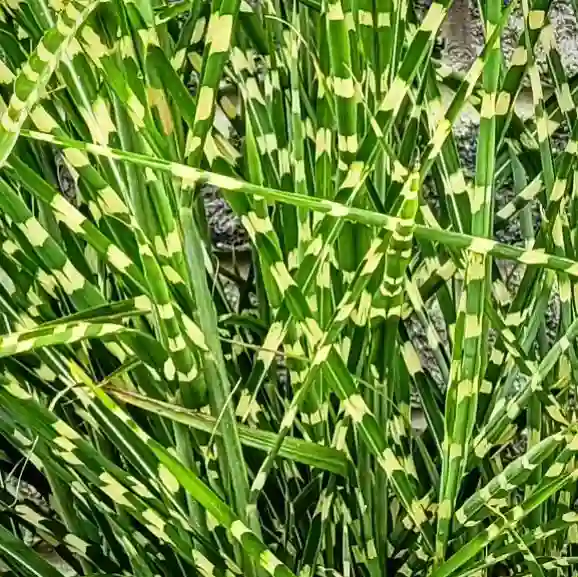 Zebra Grass