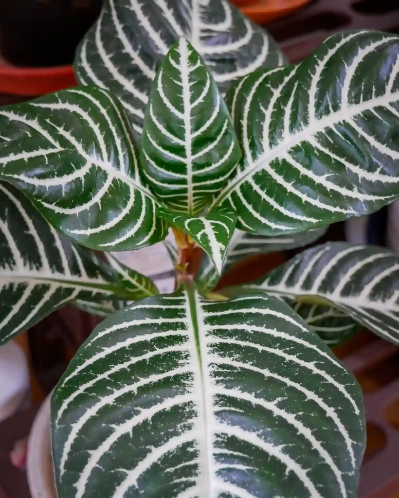 Zebra Plant