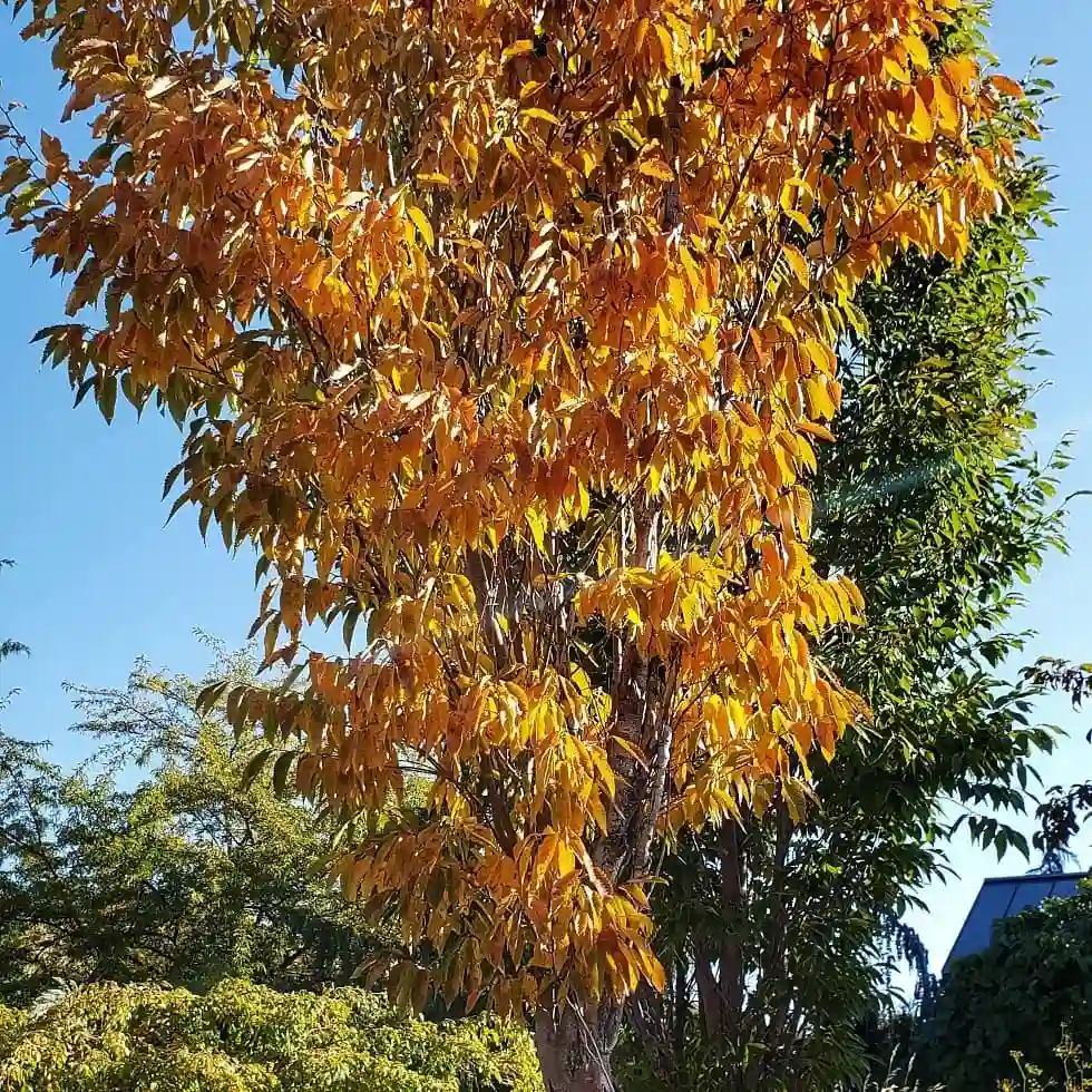 Zelkova Musashino Columnar