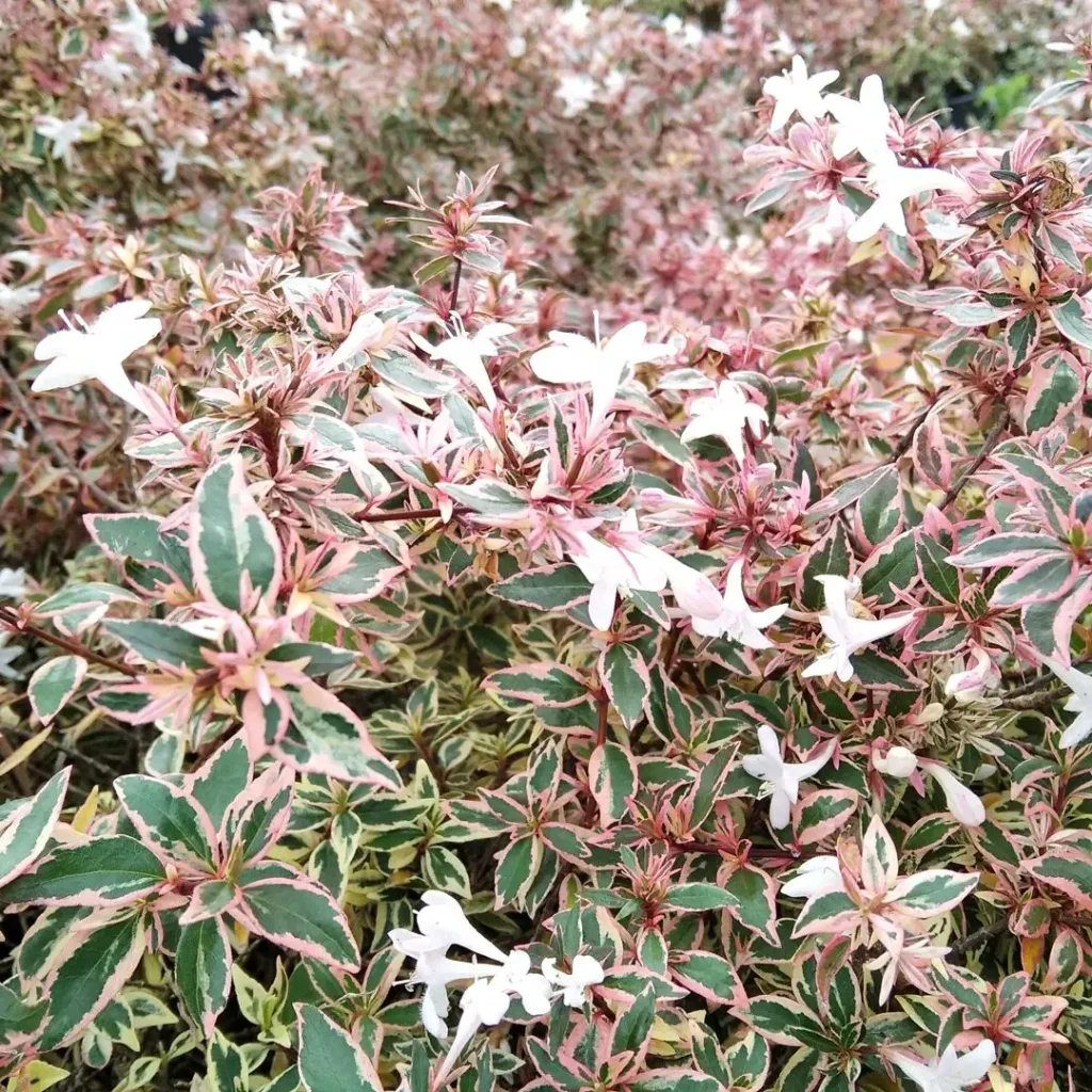 Abelia Confetti