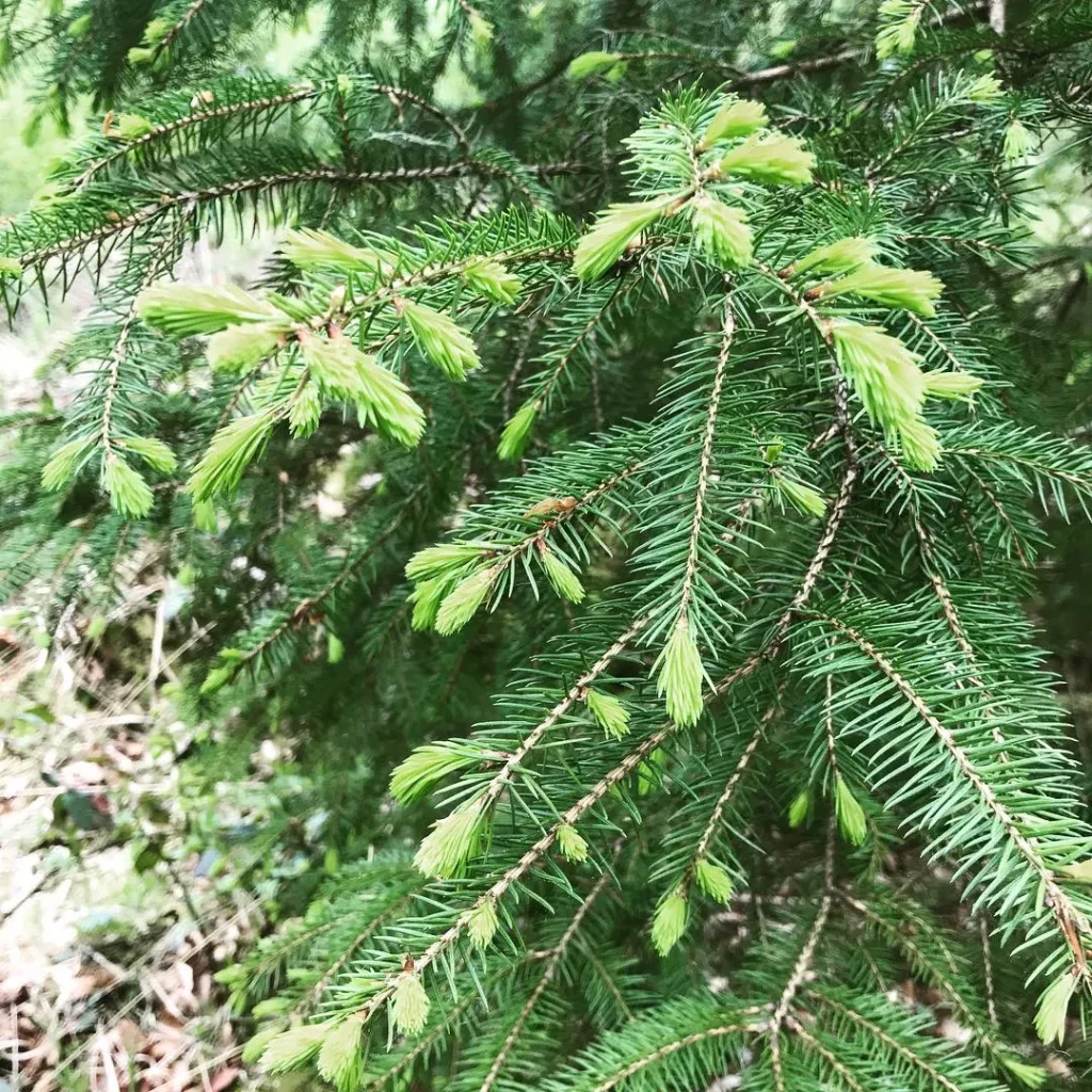 Abies Alba