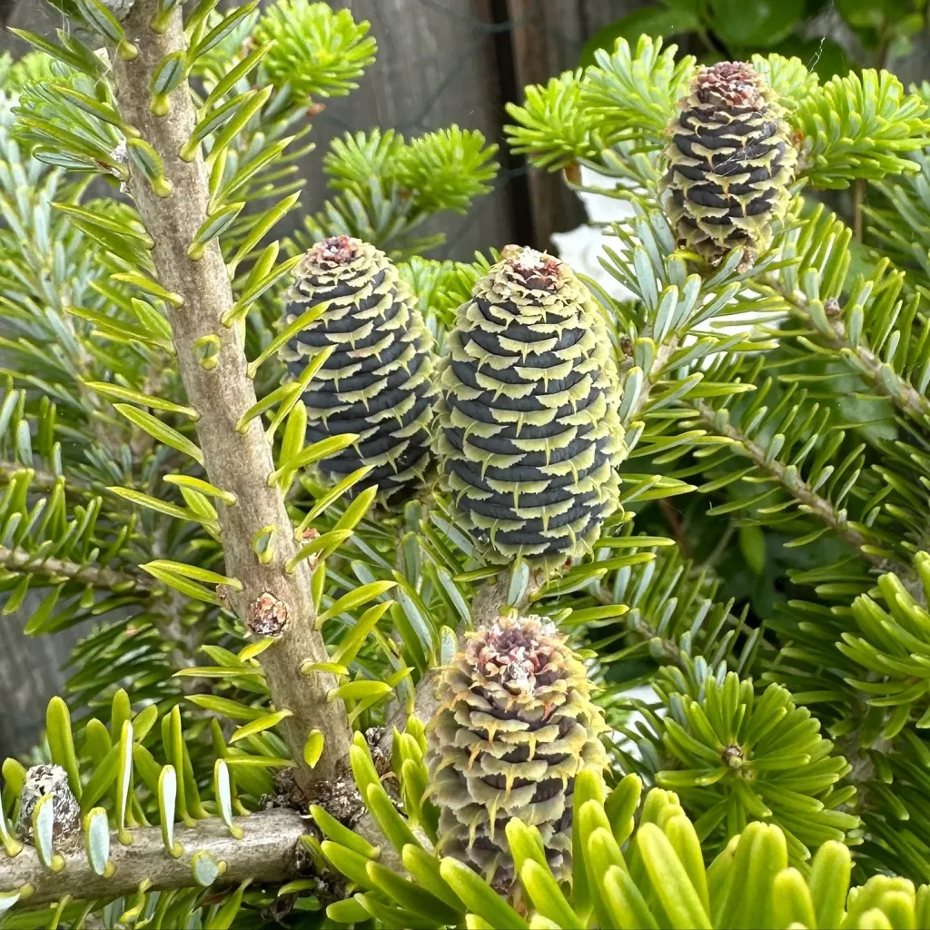 Abies Koreana