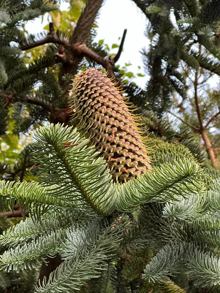 Abies Procera