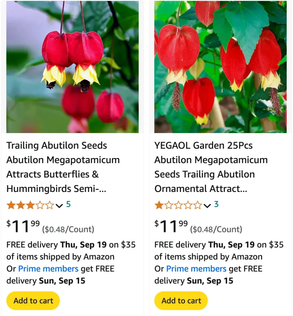 Abutilon Megapotamicum | Monsteraholic