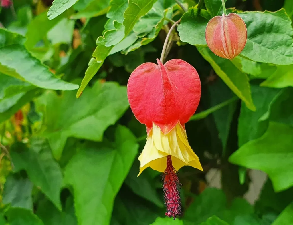 Abutilon Megapotamicum